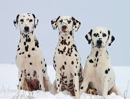 Orders over £50 are free with the exception of furniture and heavy items, where the delivery costs will vary and can be obtained upon request on 01732 452620. Dalmatian Puppies A Comprehensive New Owner Guide