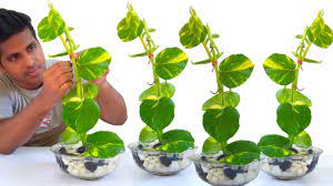 How Grow Money Plant Into Decoration Ideas Garden Ideas Youtube