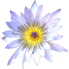 White Water Lily Top View Top View Water Lily Water Lilly