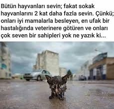 Mavi Adli Kullanicinin Alintilar Panosundaki Pin Veterinerler Hayvan Kedicik