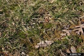 Black jelly fungus on lawn. Lawn Algae Control How To Get Rid Of Algae In Lawns