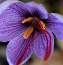 Safran Flower