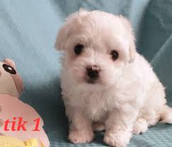 Cottelyckans Kennel på...