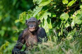 What animal has the closest dna to humans. Which Species Is Most Closely Related To Humans Worldatlas