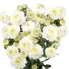 Order White Chrysanthemum Button Flowers Globalrose