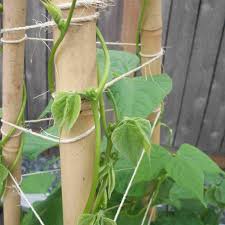 Diy pea trellis from old crutches. 10 Diy Garden Trellises That Cost Less Than 20