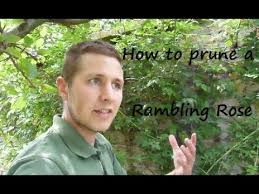 We did not find results for: How To Prune A Rambling Rose Youtube