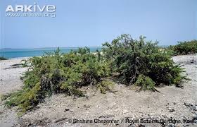 Image result for Suaeda monoica