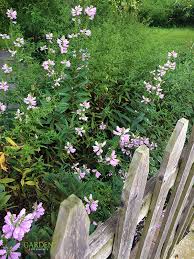 It thrives in moist soils, but it also can spread aggressively through rhizomes when growing in ideal conditions. Obedient Plant Physostegia Virginiana