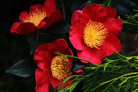 Professor sargent camellia is a superiorprofessor sargent camellia is a superior camellia variety flaunting spectacular, cherry red flowers and bringing interest to winter gardens when everything else has faded away. Camellia Sasanqua A Fall Southern Classic The Graceful Gardener