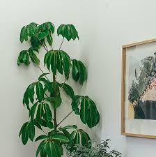 Image result for Schefflera