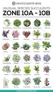 Types Of Succulents For Zone 10 Garten Bedarf Garten Pflege Gartentypen Gemuse Garten Hof Kraute In 2020 Types Of Succulents Plants Types Of Succulents Succulents
