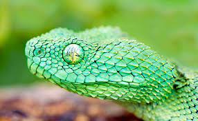 Check spelling or type a new query. Hd Wallpaper Green Viper Snake Eyes Head Scales Reptile Animal Nature Wallpaper Flare