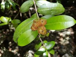 Image result for Ochna natalitia