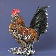 Mille fleur d uccle bantam. Day Old Chicks Mille Fleur D Uccle Bantam Pet Chickens Beautiful Chickens Chickens Backyard