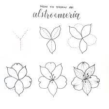 How To Draw An Alstroemeria Aka Peruvian Lily Or Lily Of The Incas These Flowers Come In A Fireworks Flower Drawing Tutorials Flower Drawing Floral Drawing