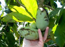 In the carolinas a native fruit is hiding in plain sight. Pawpaw Home Garden Information Center