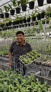 Image result for Vernonia undulata