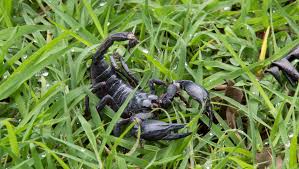 Item # 232217 model # 2101. The Best Scorpion Killers Insect Cop