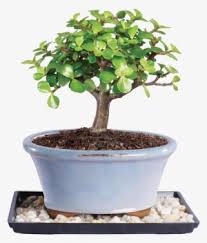 Maybe you would like to learn more about one of these? Bonsai Tree Png Transparent Bonsai Tree Png Image Free Download Pngkey