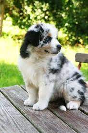 Nachzucht Australian Shepherd Deckrude Aussie Dogs Australian Shepherd Dogs
