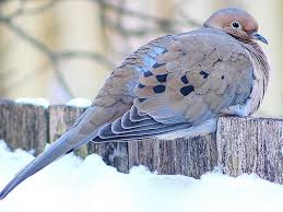 We also bought cages, called sanctuaries, that the little birds love. How To Attract Doves Backyard Birds