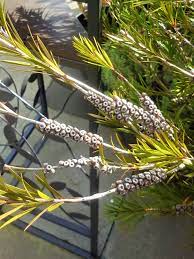 Generally, it's best to prune a bottlebrush just after flowering is done. Bottlebrush Pruning Bbc Gardeners World Magazine