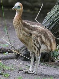 Bird That Sounds Like A Monkey Australia Baby Cassowary Pet Birds Australian Birds Cassowary
