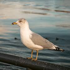 Image result for seagull