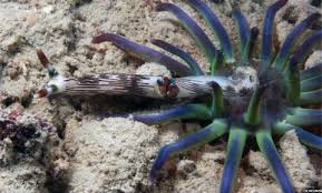 Kết quả hình ảnh cho sên biển