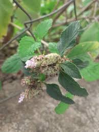 Image result for Lippia