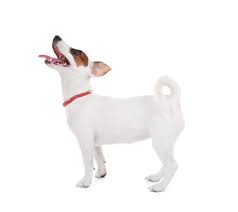 A jack russell is a hunting dog by nature and has a strong desire to please their owners and will. Jack Russell Terrier Charakter Haltung Pflege Rassebeschreibung