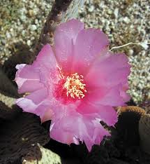 In the shadow,here i am and i need someone by my side it becomes so hard to stand. Cholla Cactus Garden Joshua Tree National Park U S National Park Service