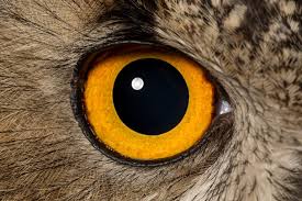 We did not find results for: Quiz What Animal Does Each Eye Belong To