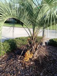 5 Winterharte Palmen Fur Nachhaltiges Gartengrun Fresh Ideen Fur Das Interieur Dekoration Und Landschaft Winterharte Palmen Winterharte Pflanzen Garten Palmen Garten