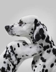 La roche posay animal cruelty free. La Roche Posay And Melanoma Screening