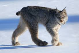Lynx chats with mix engineer jon castelli. Canada Lynx The Ghost Cat Of The North Mental Floss