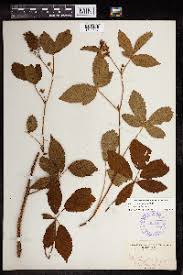 Image result for Rubus kirungensis
