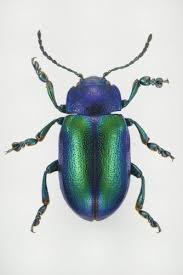 Image result for Chrysochloa