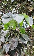 Image result for Ficus pseudomangifera