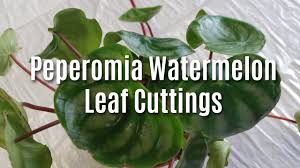 Watermelon peperomia propagation is easy. Peperomia Watermelon Leaf Cuttings Youtube