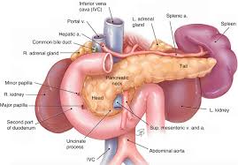 The majority sits in the epigastrium with the tail advancing into the left hypochondrium. Anatomy Of The Pancreas Springerlink