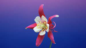 It may also help to update your desktop wallpaper. Update To Big Sur And Lost Older Flower W Apple Community