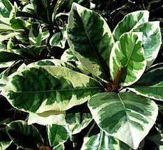 Image result for Pisonia