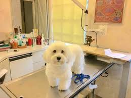 Gentle care animal hospital is a complete facilities animal hospital providing veterinary care for pets. Gentle Care Animal Hospital 1020 East Broward Boulevard Fort Lauderdale Reviews And Appointments Topvet