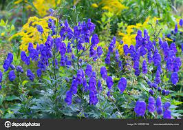 Aconite Stok Foto Aconite Gambar Bebas Royalti Depositphotos