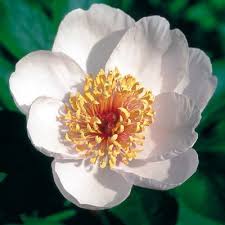 Requiem Peony Pfingstrosen Pflanzen Blumen