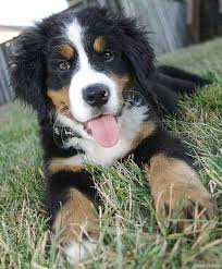 We did not find results for: Bernese Mountain Dog Info Temperament Puppies Training Pictures