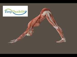 How To Downward Facing Dog Yoga Muscle Animation Easyflexibility Yoga Muscles Dog Yoga All Yoga Poses
