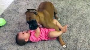 Monkoo is a developing dog community who welcomes all the dog lovers and dog owners from all around the world. Susse Babys Und Hunde Compilation 2018 Youtube
